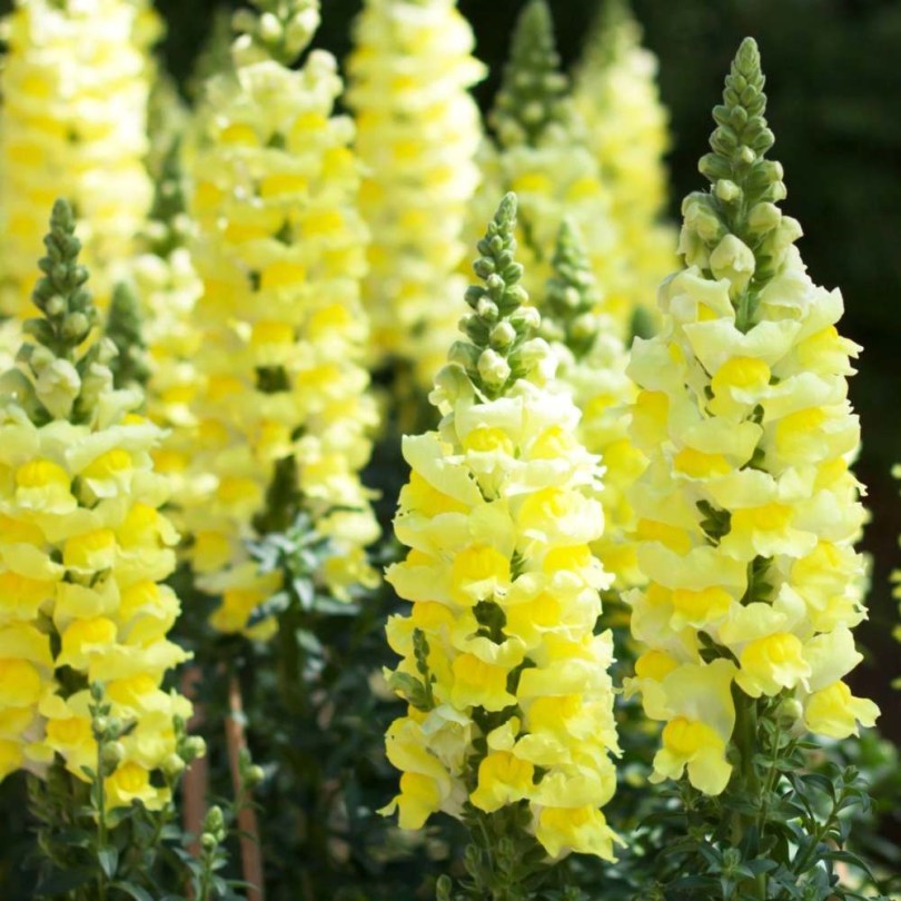 Oroszlánszáj - Tátika 'Canary Bird', Antirrhinum majus, virág